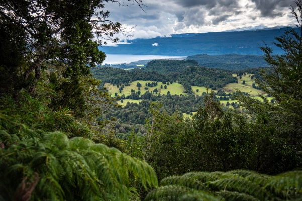 Excursión Pionero en el Parque Nacional Puyehue con paisaje de bosque