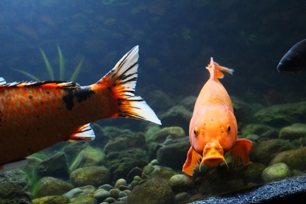 Dos peces naranjos dentro del acuario del Parque Acuario Puyehue