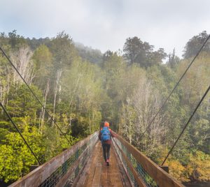 Persona cruzando puente colgante con fondo de bosque en Parque Nacional Puyehue