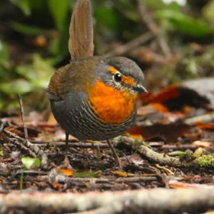 Chucao en el suelo con pecho naranja, ave endémica de los bosques del centro-sur de Chile