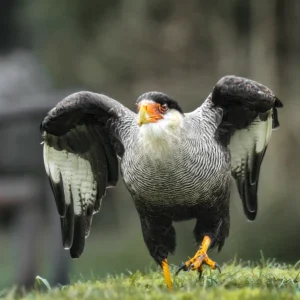 Traro caminando sobre musgo verde, ave rapaz de América del Sur en Parque Nacional Puyehue