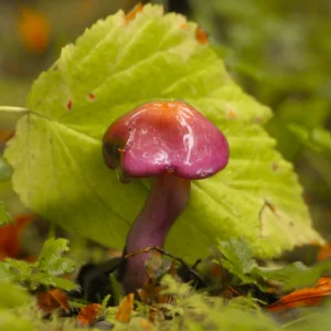 Cortinarius magellanicus pequeño y violeta con hoja verde detrás, endémico de Chile