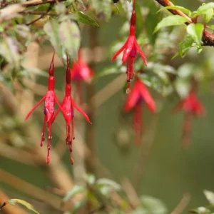 Flor de chilco rojo colgante, arbusto perenne originario de Chile