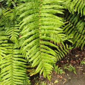 Helecho costilla de vaca (Blechnum cordatum), nativo de Chile, también conocido como palmilla