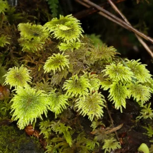 Musgo paragüita (Hypopterygium arbuscula) con forma de paraguas, endémico de Sudamérica