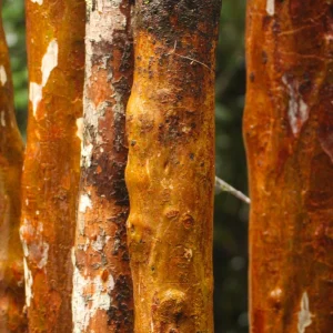 Detalle de troncos naranjas del arrayán (Luma apiculata), árbol siempreverde de Chile