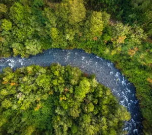 Vista aérea de río y bosque en el Parque Nacional Puyehue, rodeado de naturaleza sostenibilidad